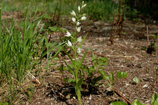 Cephalanthera longifolia